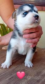 Cuccioli simil Husky