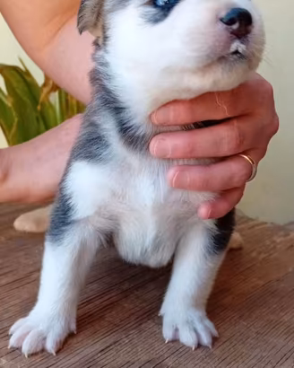 Cuccioli simil Husky