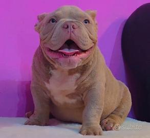 American Bully Maschi Micro