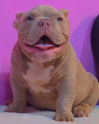 American Bully Maschi Micro