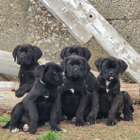 Cuccioli di cane Corso