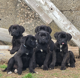 Cuccioli di cane Corso