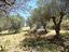 Immagine 12
