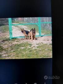 Cucciolo di pastore tedesco
