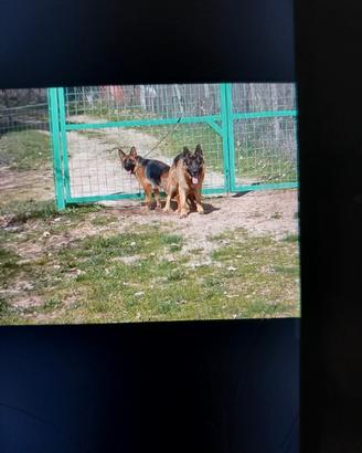 Cucciolo di pastore tedesco