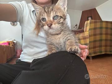 Gattini pelosoni