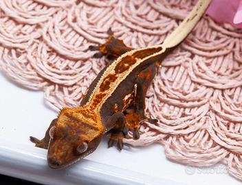 Geco ciliatus