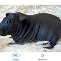 Skinny cavia nuda