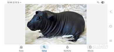 Skinny cavia nuda