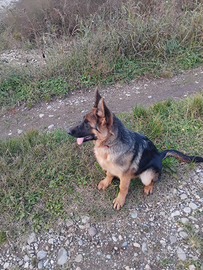 Pastore tedesco femmina con pedigree