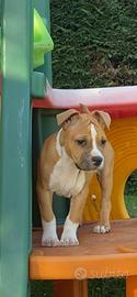 Cuccioli amstaff con pedigree