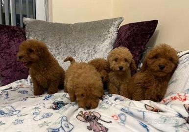 Cuccioli di barboncini mini toy maschi e fremmine