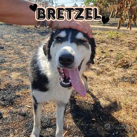 BRETZEL: 1 anno