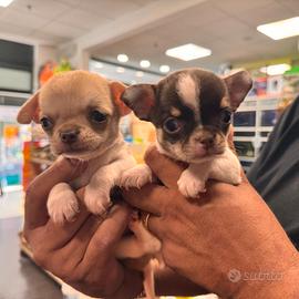 chihuahua 