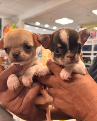 chihuahua 
