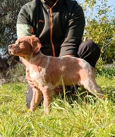 Epagneul Breton cucciolo Top