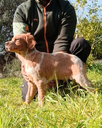 Epagneul Breton cucciolo Top