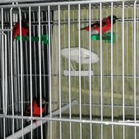 Cardinalino ancestrale