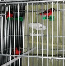 Cardinalino ancestrale