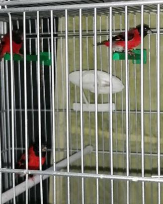 Cardinalino ancestrale