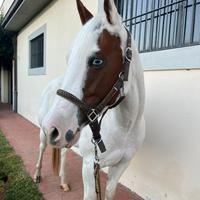 Paint Horse