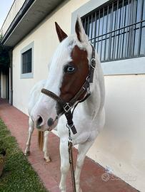 Paint Horse