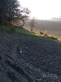 Terreno agricolo con uliveto annesso
