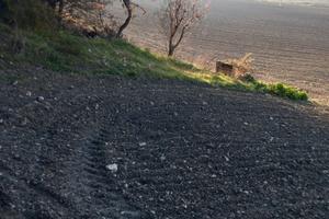 Terreno agricolo con uliveto annesso