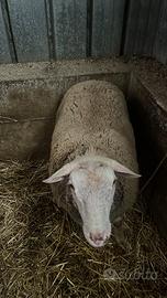 Montone Ile De France