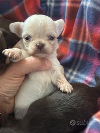 Chihuahua mini mini pelo lungo