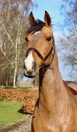 Cavallo da salto