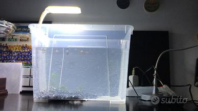 Guppy kingcobra