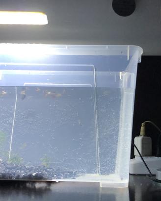 Guppy kingcobra