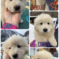 Vendita cuccioli di pastore maremmano