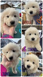 Vendita cuccioli di pastore maremmano