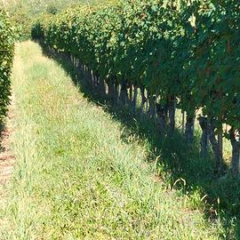 Vigneto