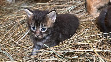 Maine coon cuccioli