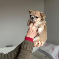 Chihuahua blue fawn