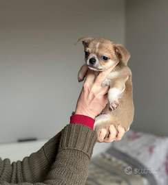 Chihuahua blue fawn