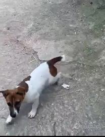 Jack Russel