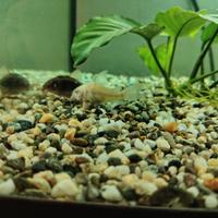 4 pesci pulitori più un ancistrus