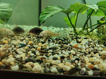 4 pesci pulitori più un ancistrus