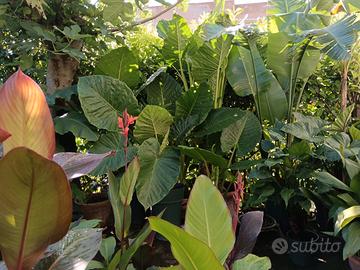 Musaefolia, Alocasia, Musa, canna indica varie 