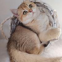 Scottish gold maschio