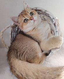 Scottish gold maschio