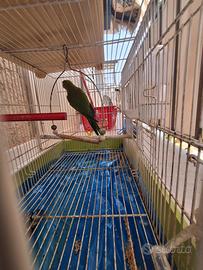 Pappagallo