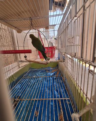 Pappagallo