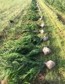 Piante siepe leyland