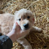Golden retriever