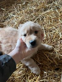 Golden retriever